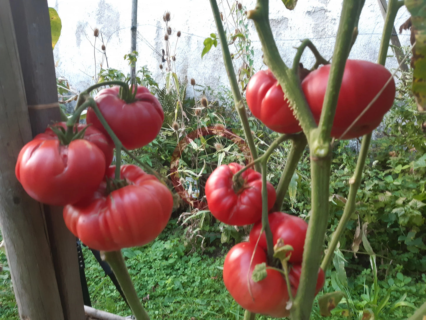 Depp´s Pink Firefly DER TOMATENFLÜSTERER