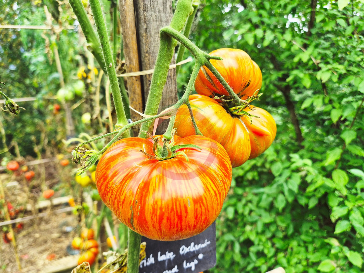 Diamond Legs DER TOMATENFLÜSTERER