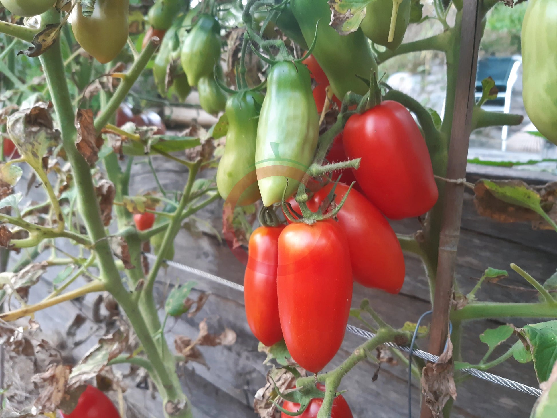 Dix Doigts de Naples DER TOMATENFLÜSTERER