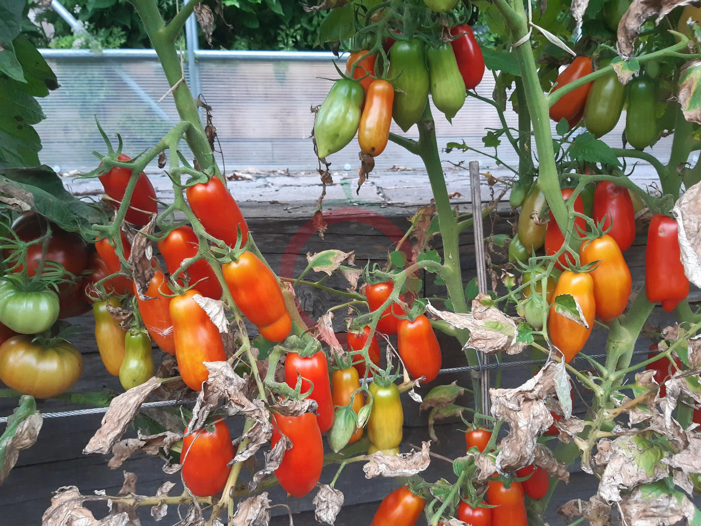 Dix Doigts de Naples DER TOMATENFLÜSTERER