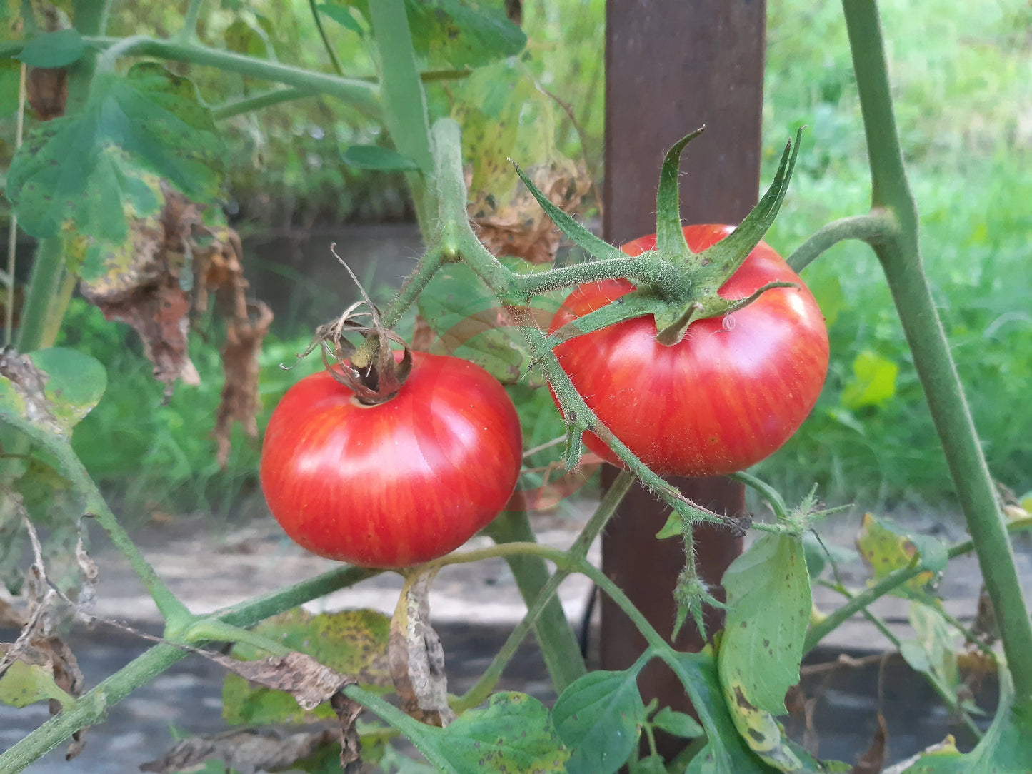 Dragon´s Eye DER TOMATENFLÜSTERER