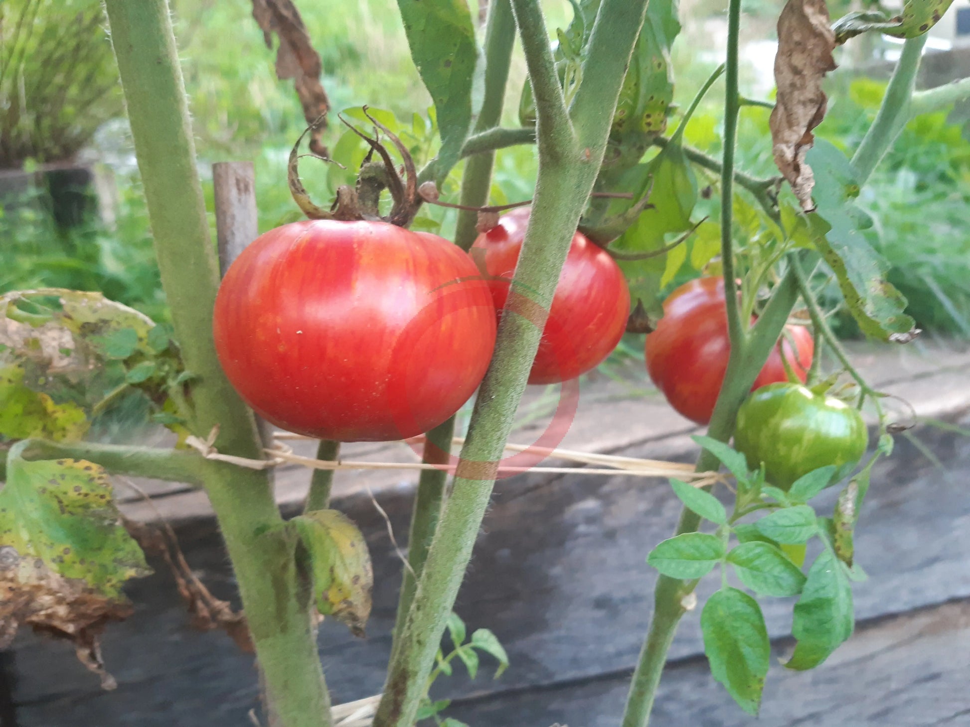 Dragon´s Eye DER TOMATENFLÜSTERER