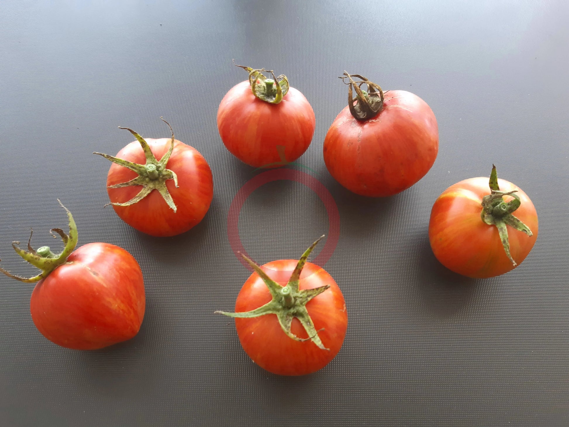 Dragon´s Eye DER TOMATENFLÜSTERER