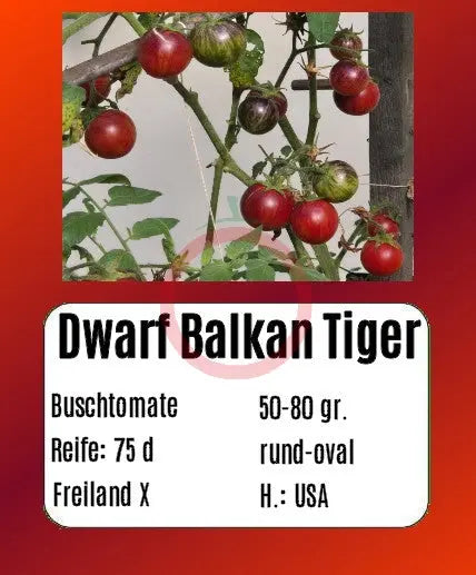 Dwarf Balkan Tiger DER TOMATENFLÜSTERER