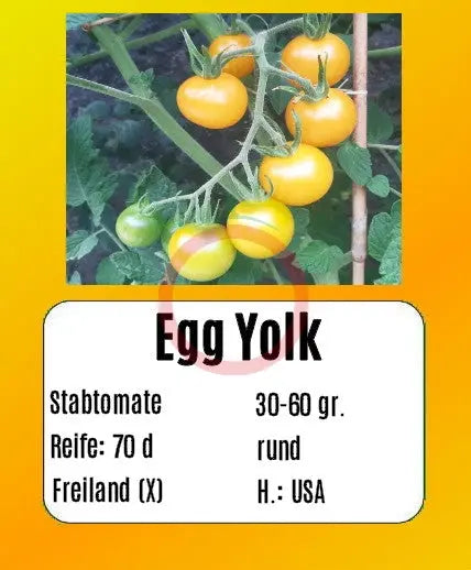 Egg Yolk DER TOMATENFLÜSTERER