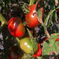 Faelen´s First Snow DER TOMATENFLÜSTERER