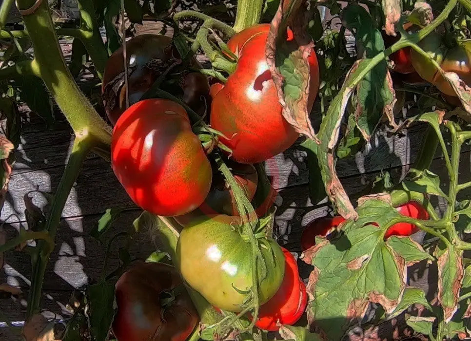 Faelen´s First Snow DER TOMATENFLÜSTERER