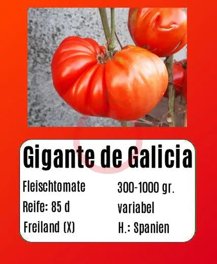 Gigante De Galicia DER TOMATENFLÜSTERER