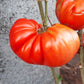 Gigante De Galicia DER TOMATENFLÜSTERER