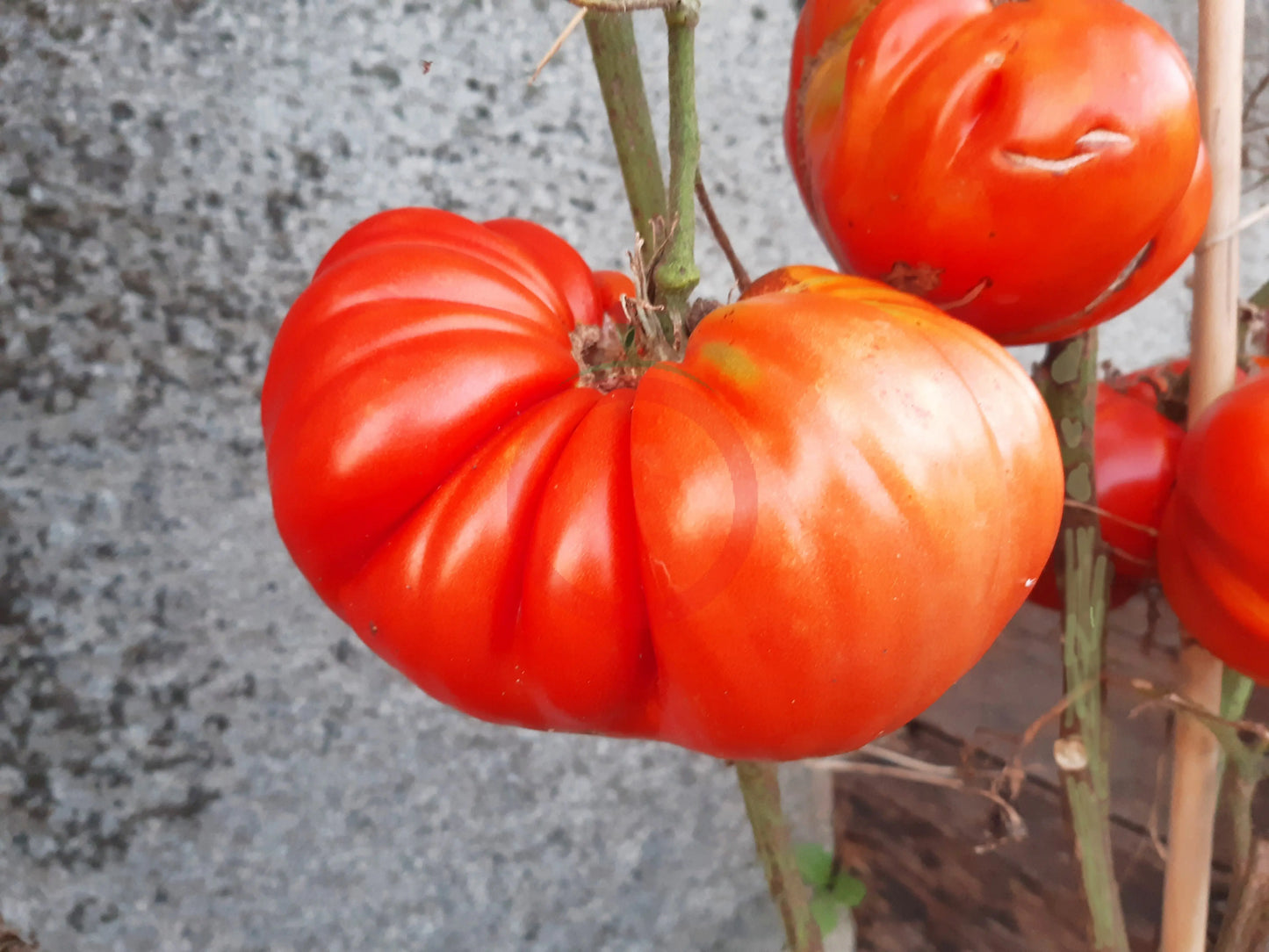 Gigante De Galicia DER TOMATENFLÜSTERER