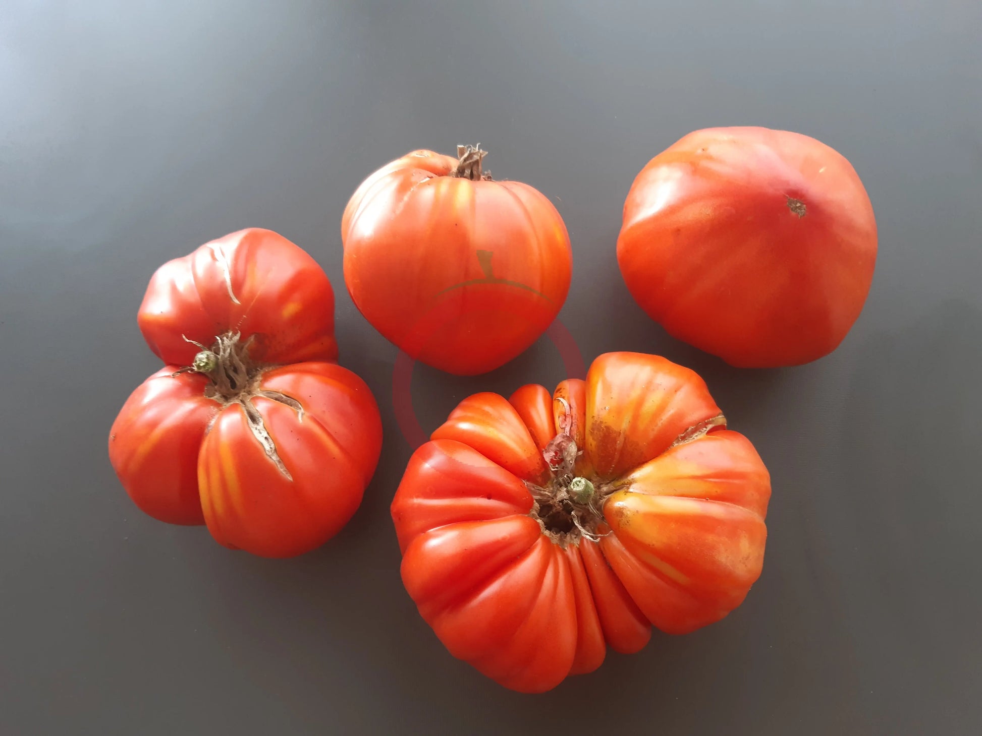 Gigante De Galicia DER TOMATENFLÜSTERER