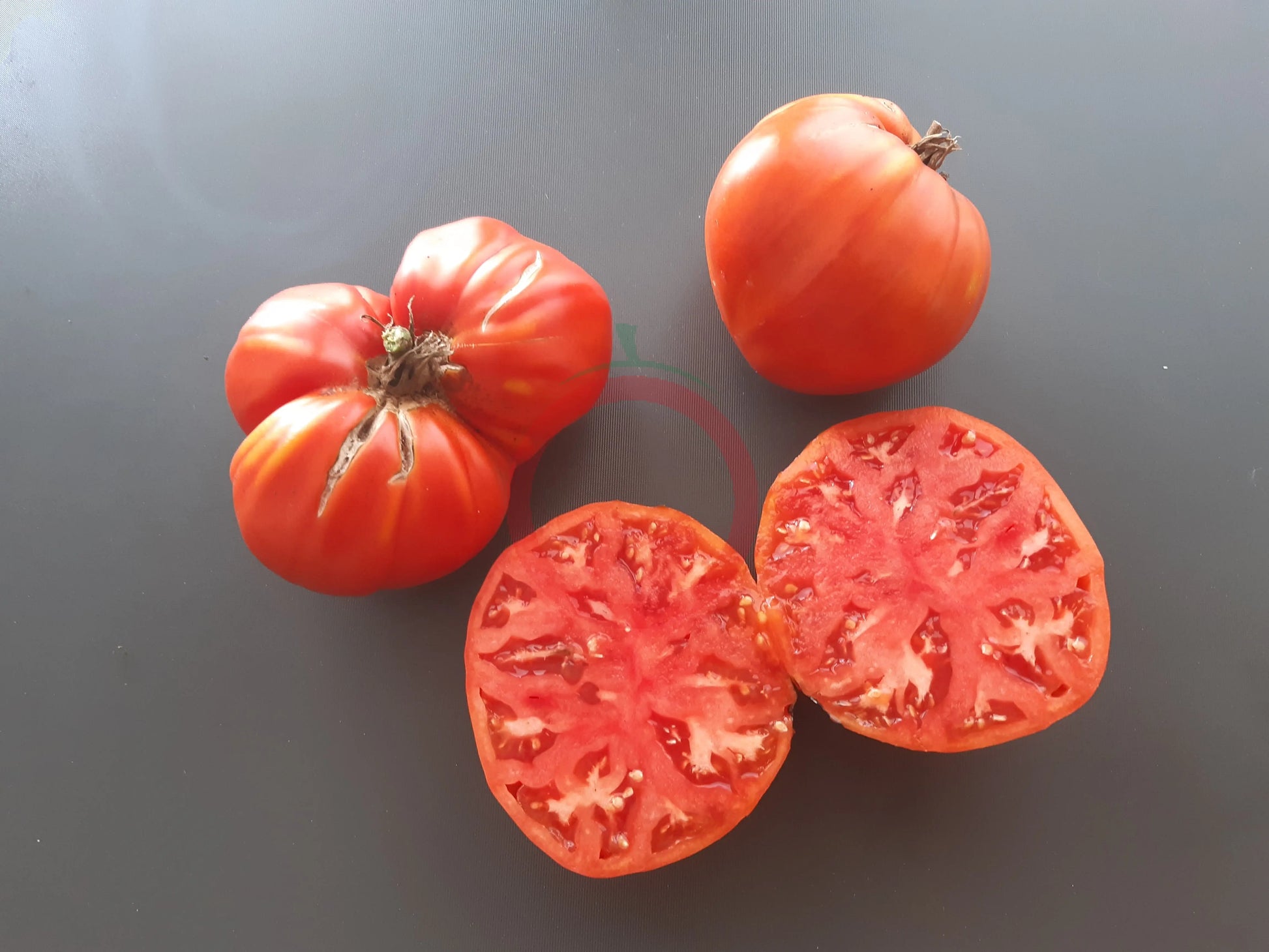 Gigante De Galicia DER TOMATENFLÜSTERER