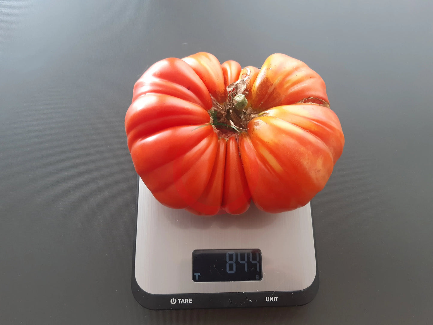 Gigante De Galicia DER TOMATENFLÜSTERER