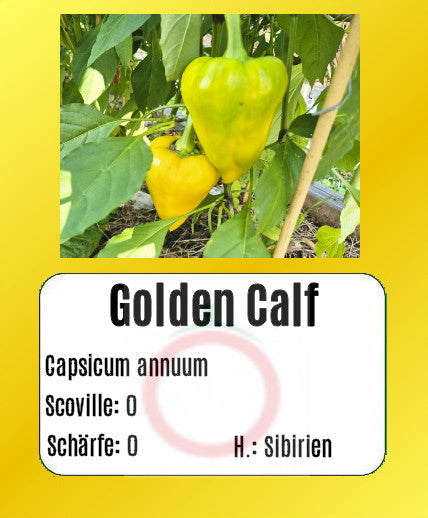 Golden Calf DER TOMATENFLÜSTERER