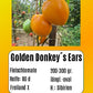 Golden Donkey´s Ears DER TOMATENFLÜSTERER