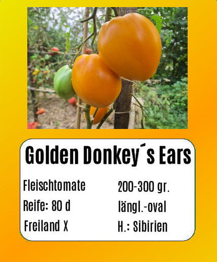 Golden Donkey´s Ears DER TOMATENFLÜSTERER