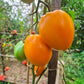 Golden Donkey´s Ears DER TOMATENFLÜSTERER