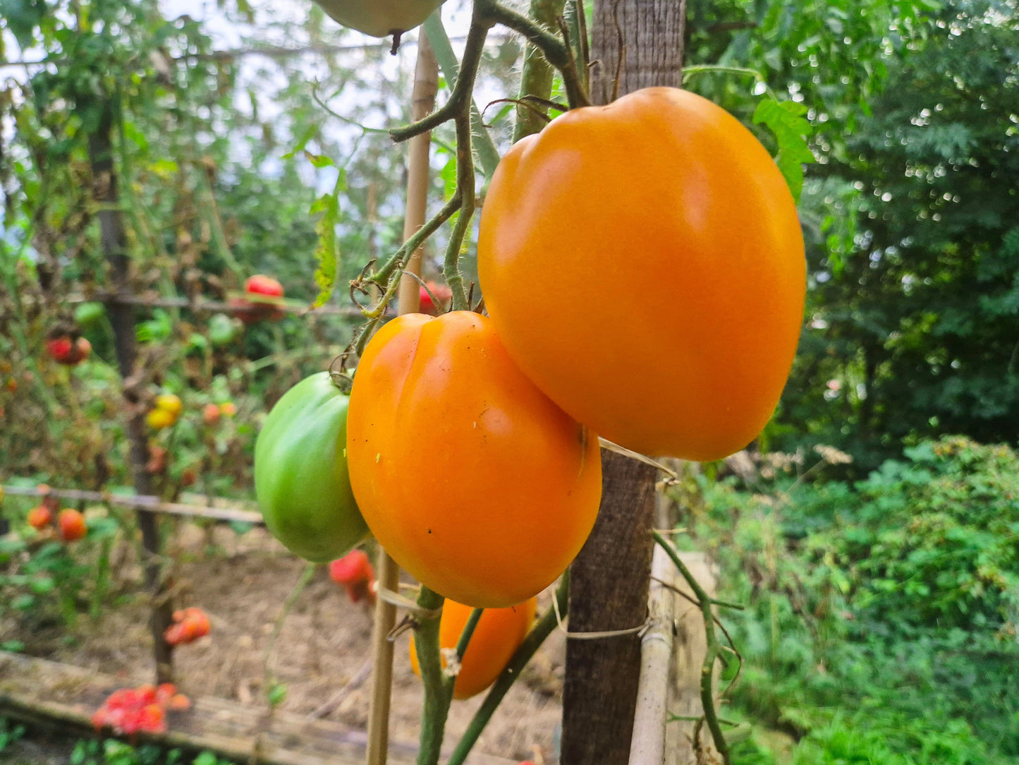 Golden Donkey´s Ears DER TOMATENFLÜSTERER