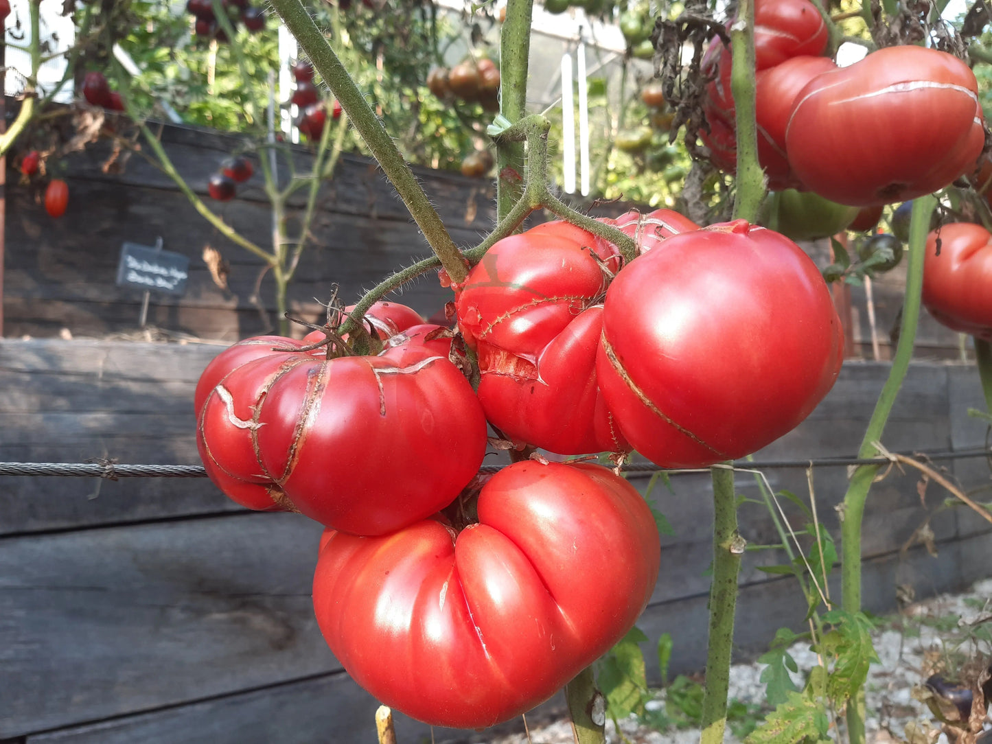 Goose Creek DER TOMATENFLÜSTERER