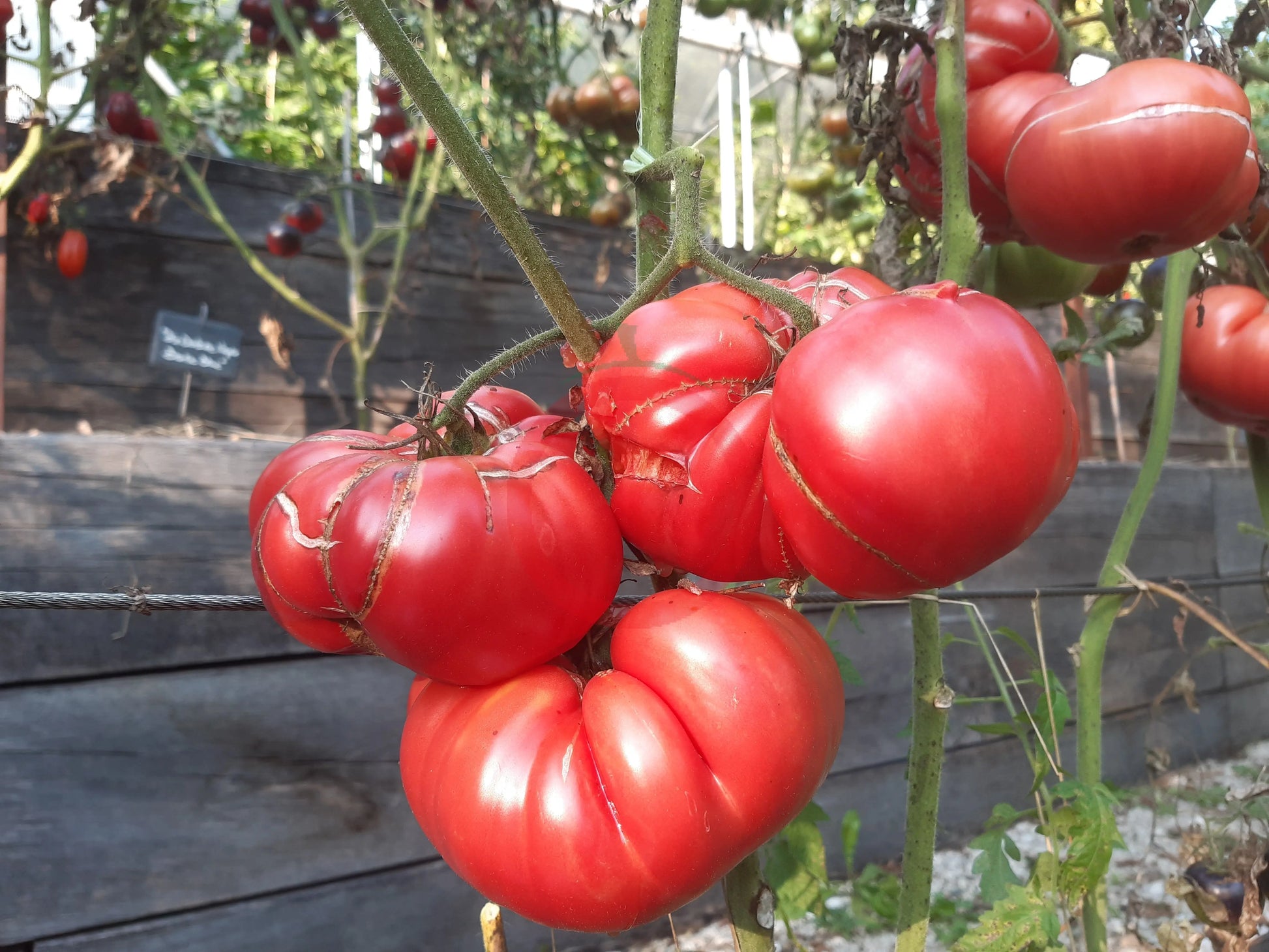 Goose Creek DER TOMATENFLÜSTERER