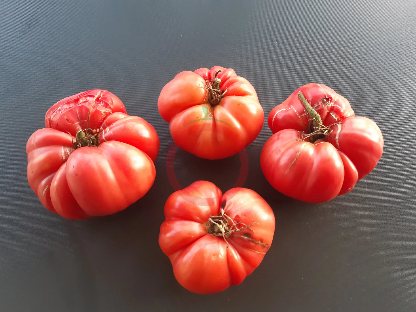 Goose Creek DER TOMATENFLÜSTERER