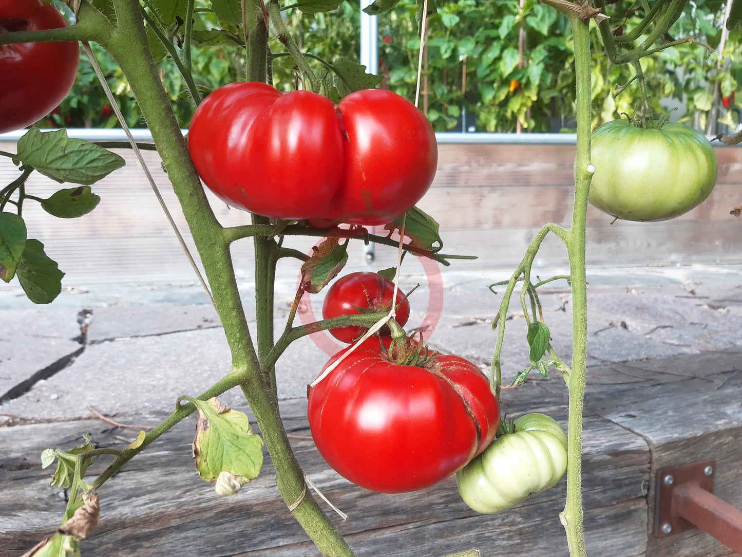 Goose Rock DER TOMATENFLÜSTERER