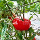 Goose Rock DER TOMATENFLÜSTERER