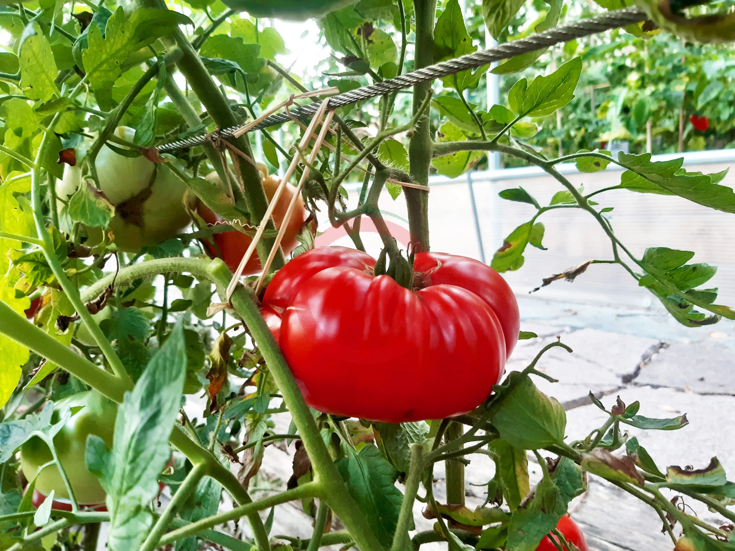 Goose Rock DER TOMATENFLÜSTERER