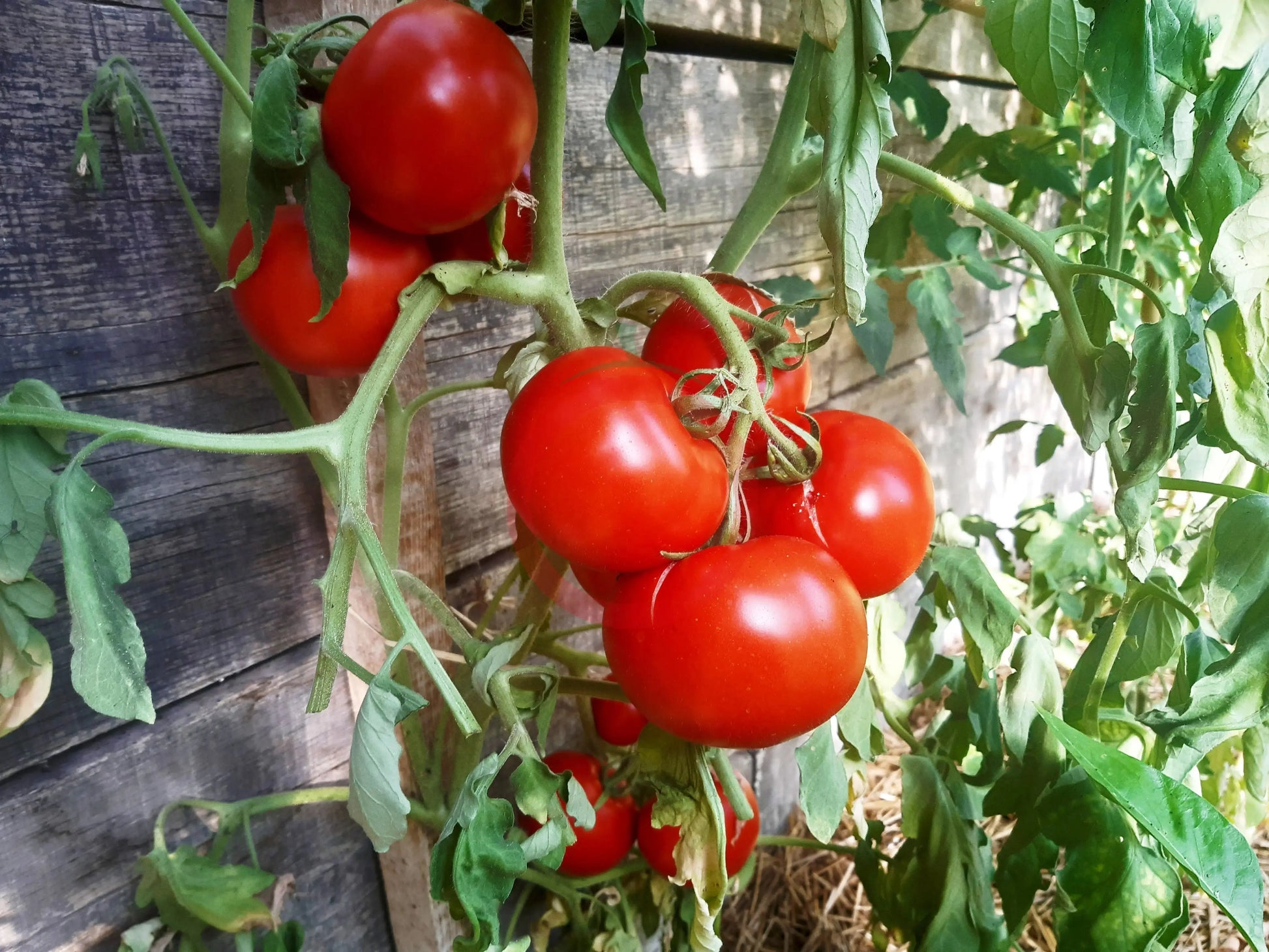 Gordo di Torrelaguna DER TOMATENFLÜSTERER