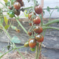 Granatovaja Kaplya DER TOMATENFLÜSTERER