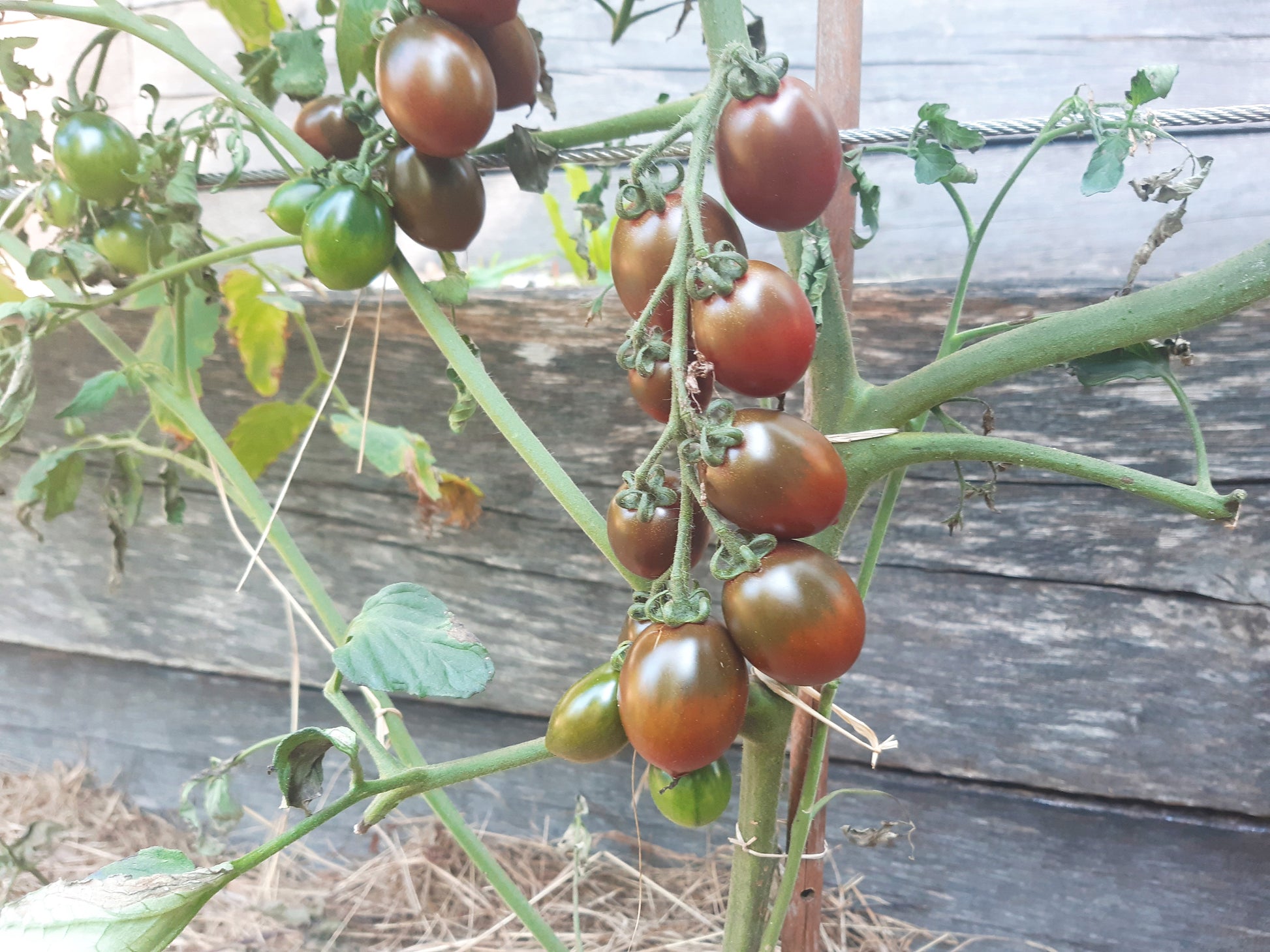 Granatovaja Kaplya DER TOMATENFLÜSTERER