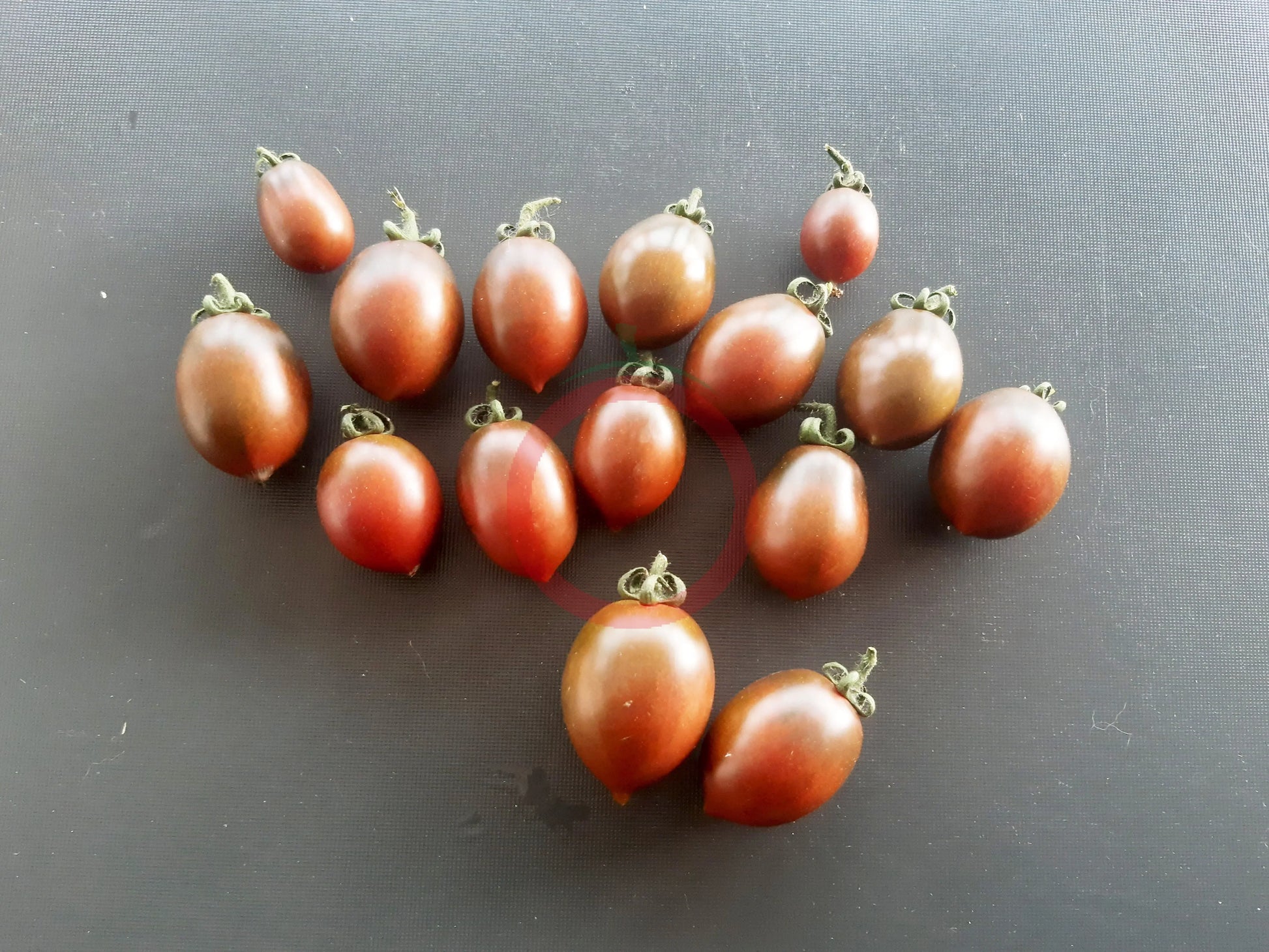 Granatovaja Kaplya DER TOMATENFLÜSTERER