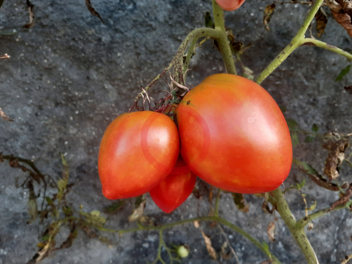 Grandma Aiello DER TOMATENFLÜSTERER