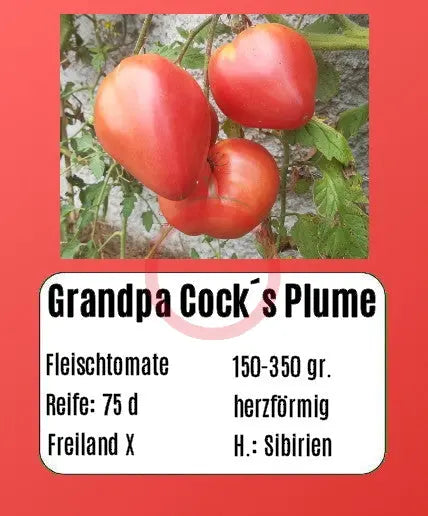 Grandpa Cock´s Plume DER TOMATENFLÜSTERER