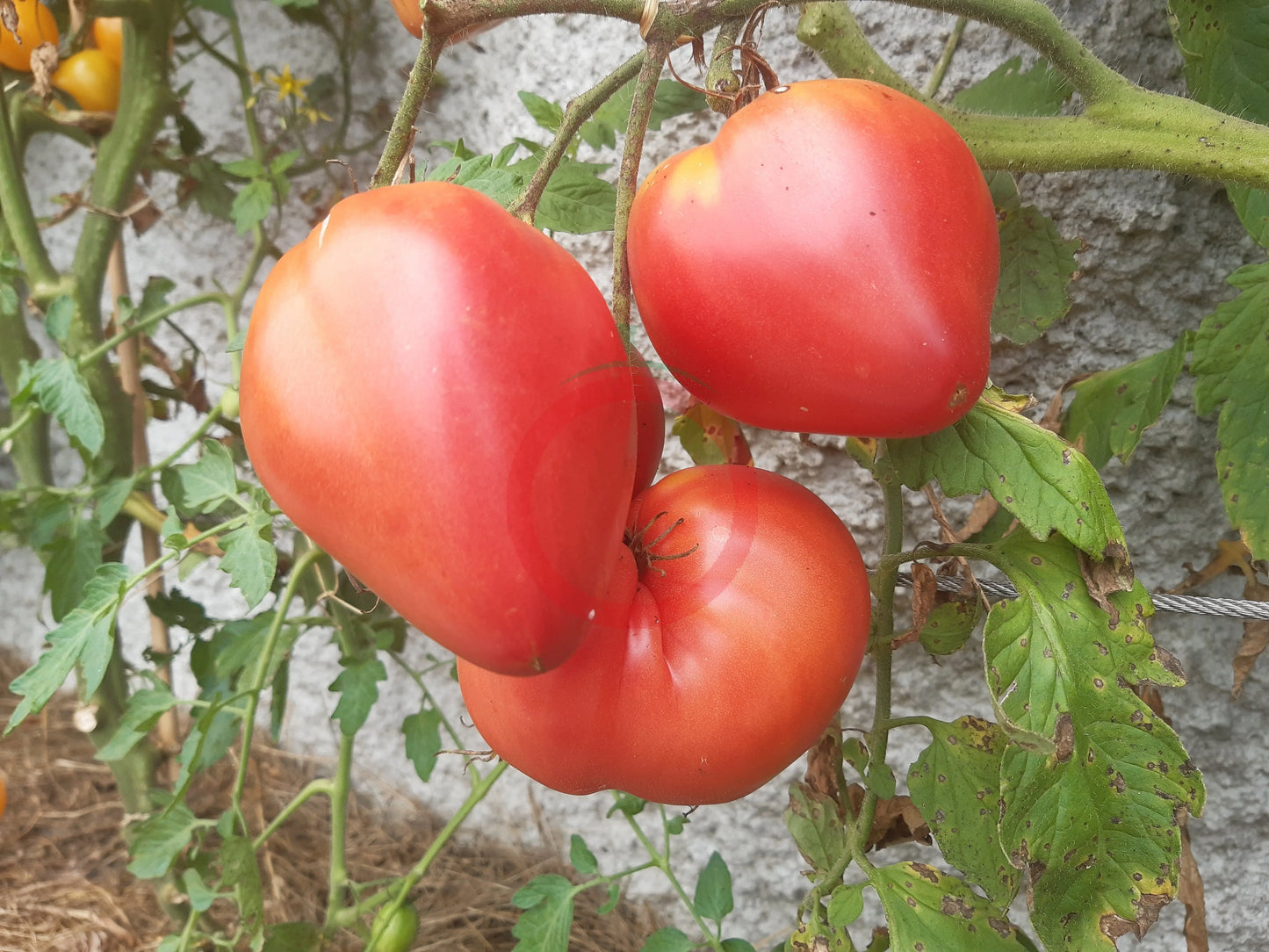 Grandpa Cock´s Plume DER TOMATENFLÜSTERER