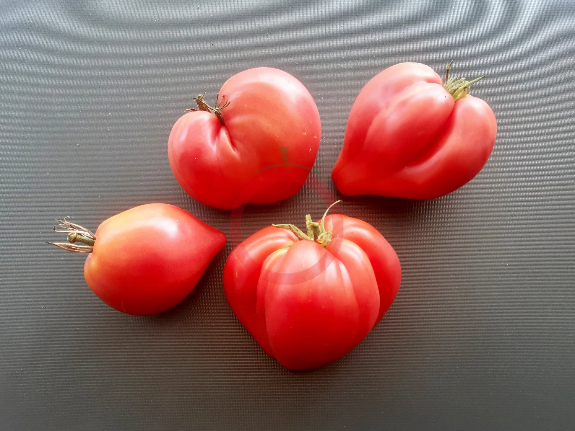 Grandpa Cock´s Plume DER TOMATENFLÜSTERER