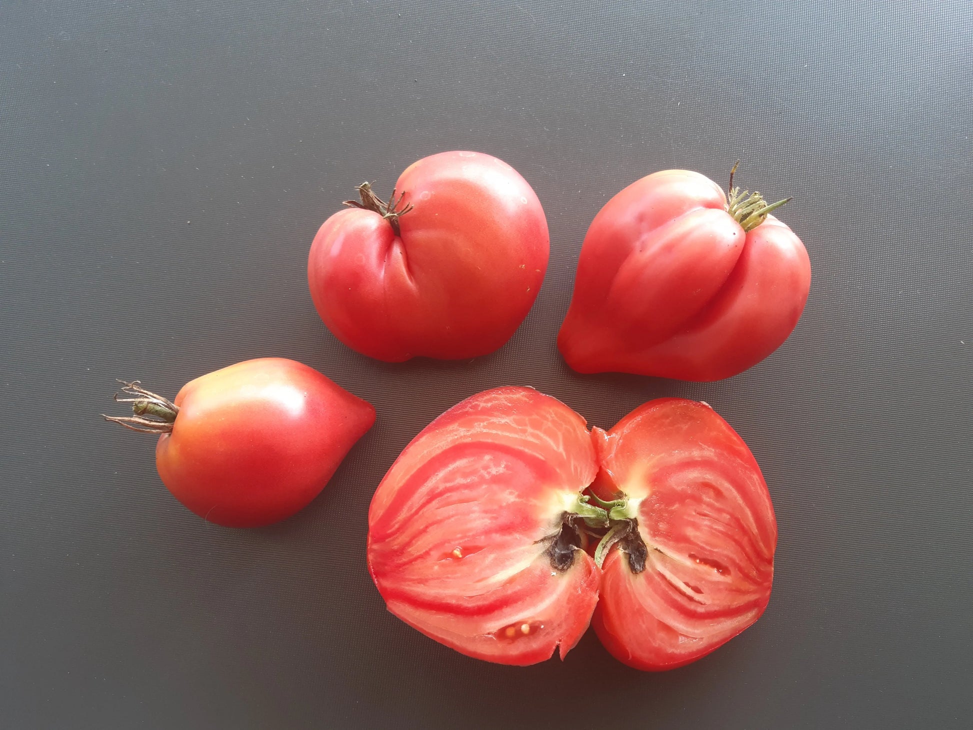 Grandpa Cock´s Plume DER TOMATENFLÜSTERER