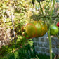 Green Zebra DER TOMATENFLÜSTERER