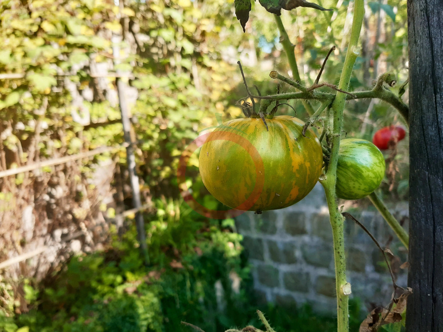 Green Zebra DER TOMATENFLÜSTERER