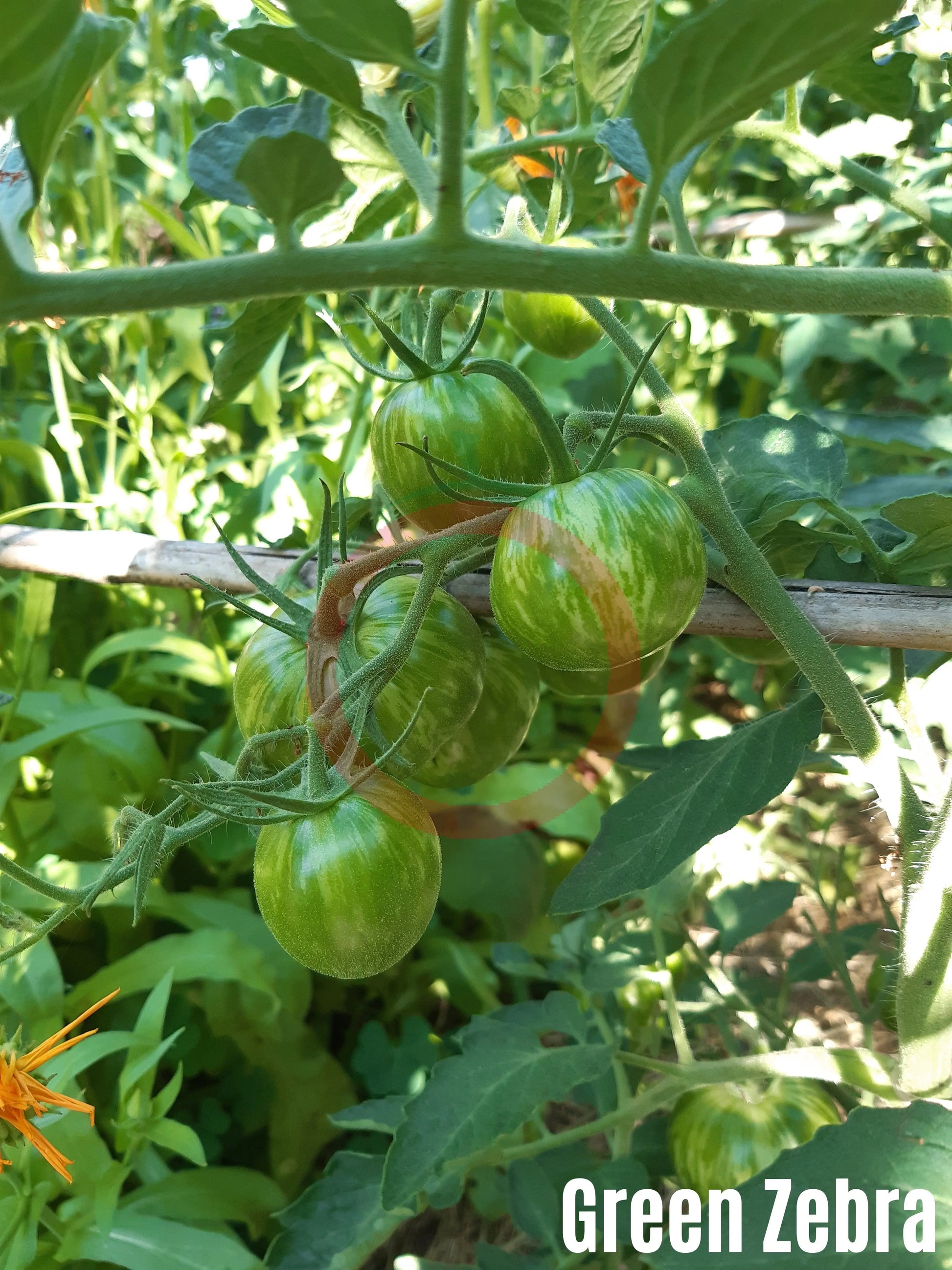 Green Zebra DER TOMATENFLÜSTERER