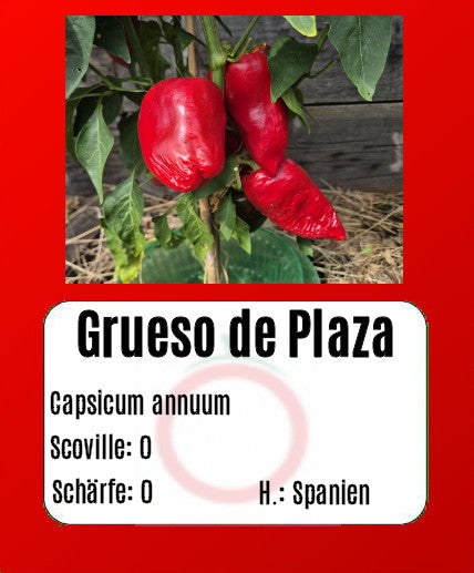 Grueso de Plaza DER TOMATENFLÜSTERER