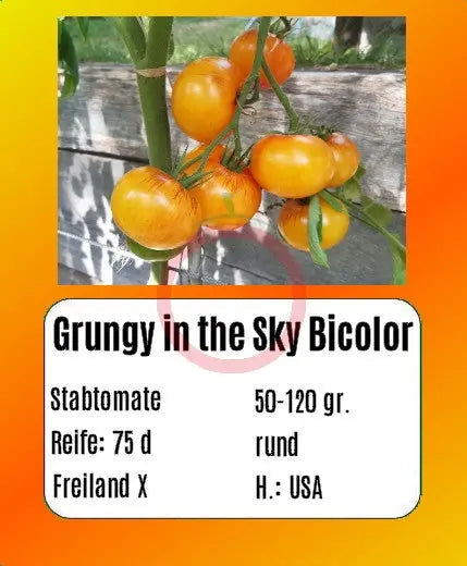 Grungy in the Sky Bicolor DER TOMATENFLÜSTERER