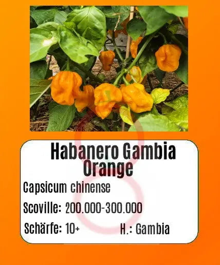 Habanero Gambia Orange DER TOMATENFLÜSTERER