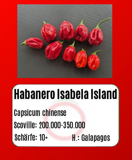 Habanero Isabela Island DER TOMATENFLÜSTERER