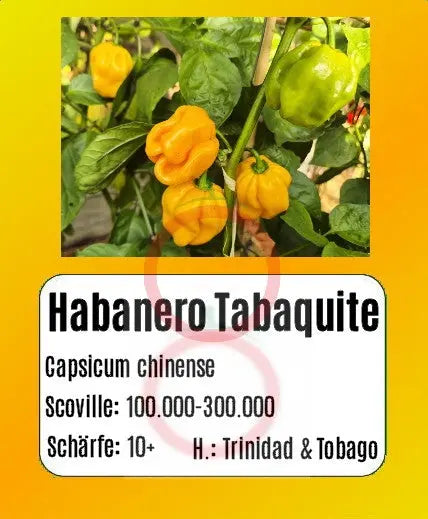 Habanero Tabaquite DER TOMATENFLÜSTERER