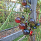 Heaven Oregon DER TOMATENFLÜSTERER