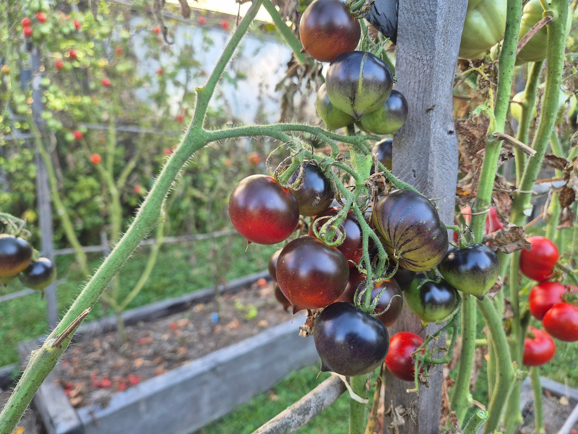 Heaven Oregon DER TOMATENFLÜSTERER