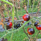 Heaven Oregon DER TOMATENFLÜSTERER