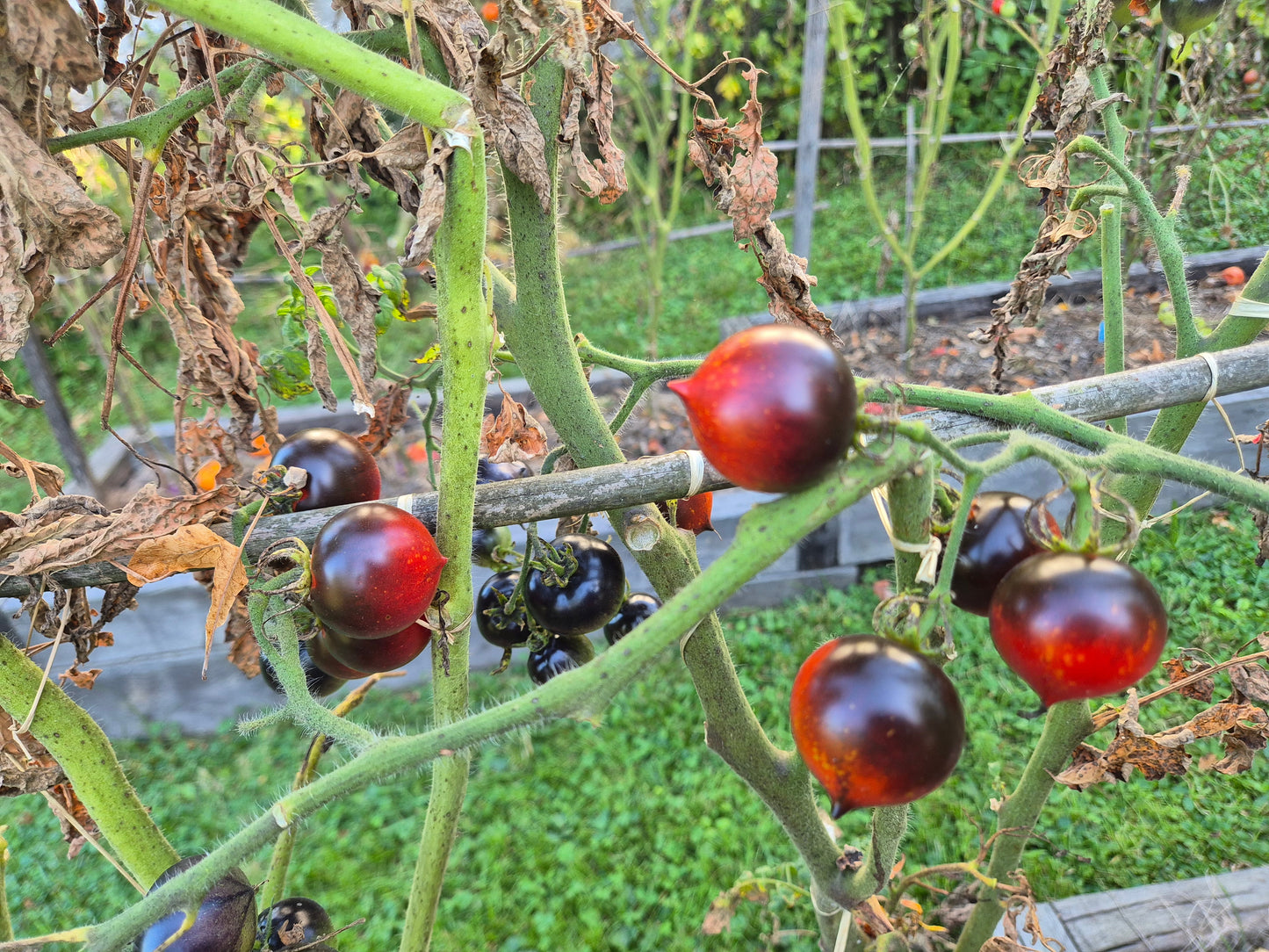 Heaven Oregon DER TOMATENFLÜSTERER