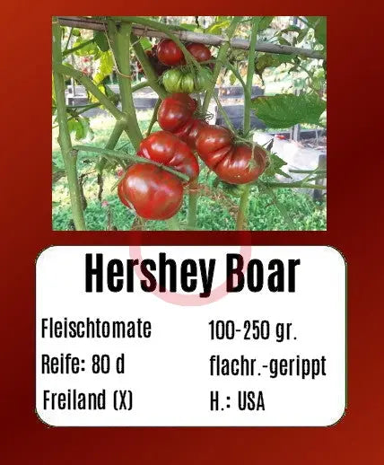 Hershey Boar DER TOMATENFLÜSTERER